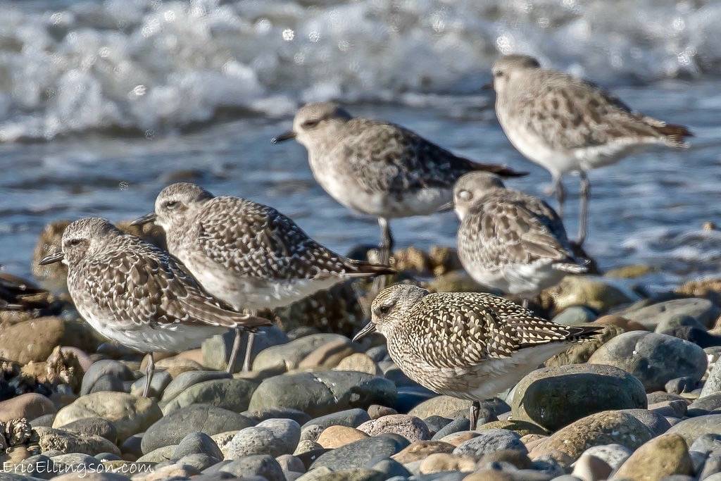 Black-bellied Plover Juvenile by esellingson is licensed under CC BY-NC-ND 2.0